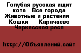 Голубая русская ищит кота - Все города Животные и растения » Кошки   . Карачаево-Черкесская респ.